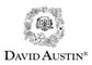 David Austin Roses